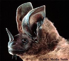 Schultz's Round-eared Bat