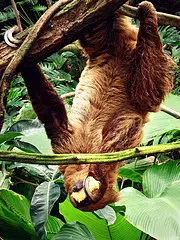 sloth eating upside down