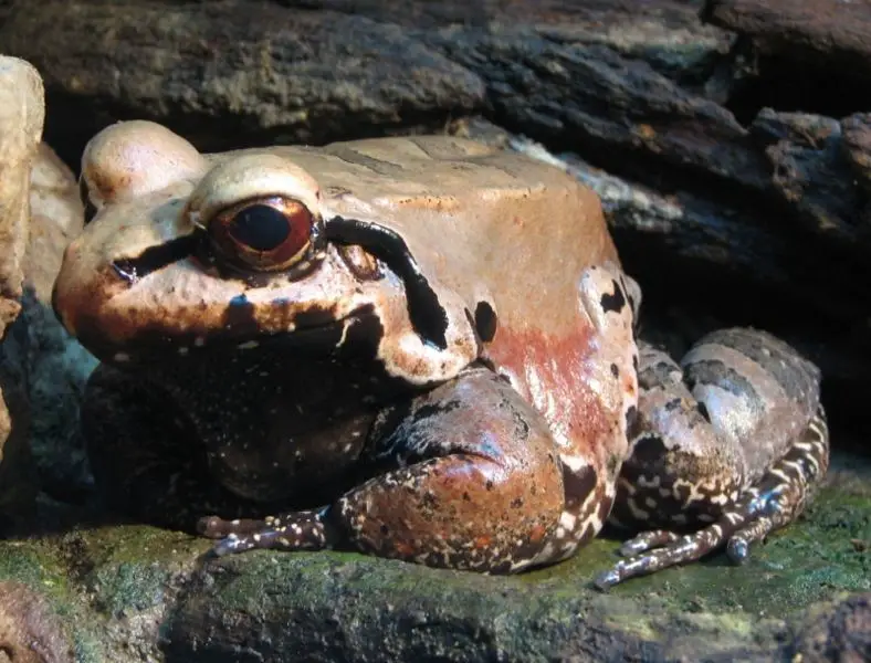 tropical frog, smokey jungle frog