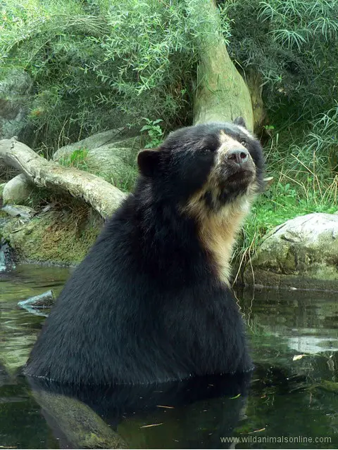 Spectacled Bear ( Tremarctos ornatus )