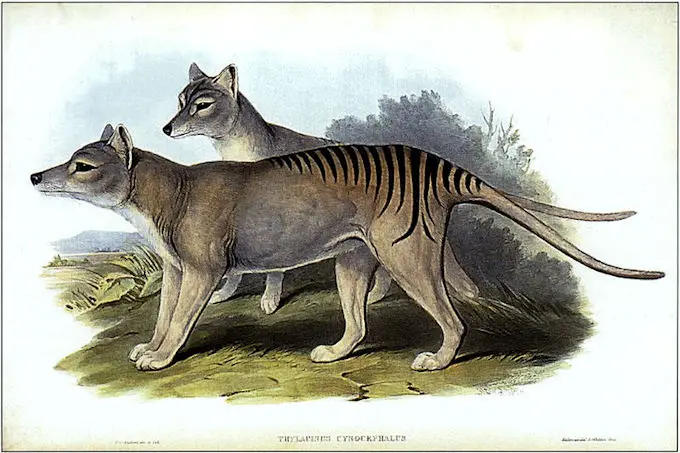 tasmanian tiger, thylacine