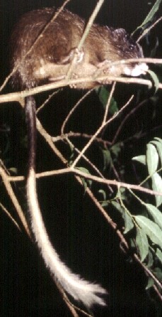 White-faced Tree Rat