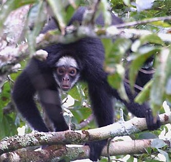 White-whiskered Spider Monkey